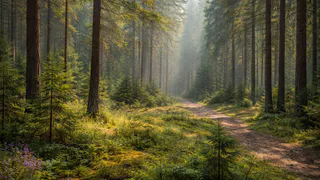 Во Владимирской области в 2026 году на сохранение лесов выделили 115,8 миллиона рублей