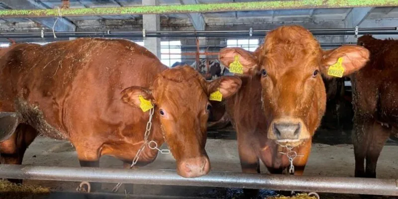 За 9 месяцев 2023 года в Пензенской области произвели 278,5 тонн молока