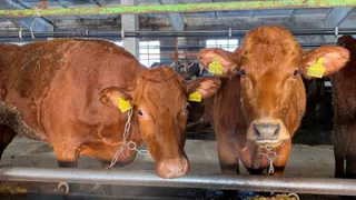 За 9 месяцев 2023 года в Пензенской области произвели 278,5 тонн молока