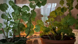 Для замиокулькаса и герани — обязательно: 5 г. в воду — и даже чахлые растения пойдут в рост