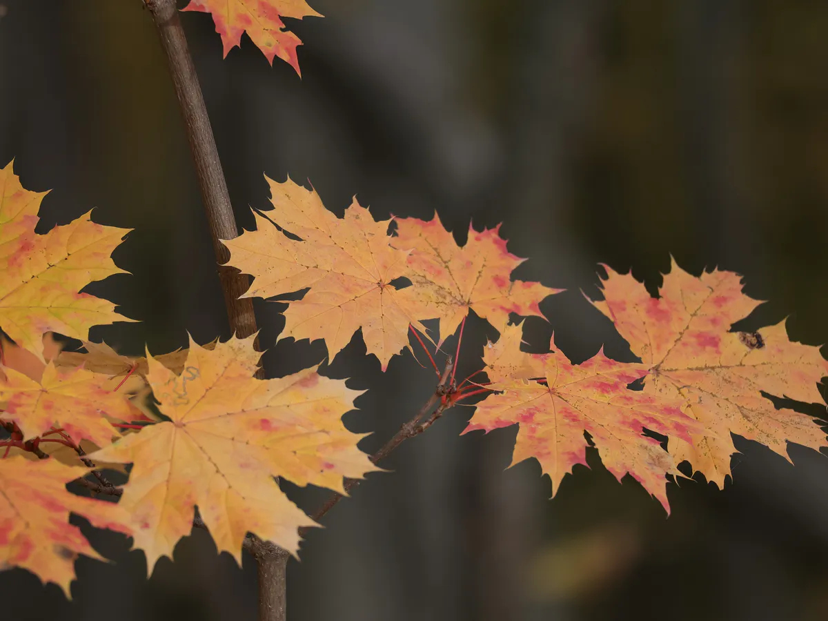 Пасмурное воскресенье: какая погода ждет нижнекамцев 30 ноября

