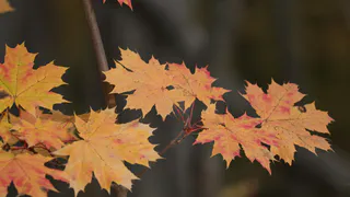 Пасмурное воскресенье: какая погода ждет нижнекамцев 30 ноября

