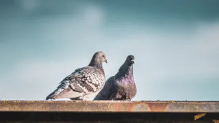 Владимирцам грозят штрафы до 5 тысяч рублей за кормление голубей в жилых зонах