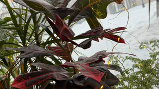 Уезжаете в отпуск? Этот трюк спасёт растения без автополива — и о нём почти не знают