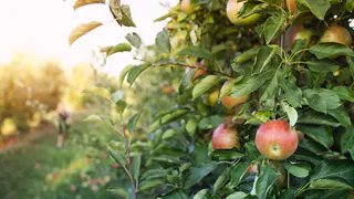Разбавляем 50 г водой и опрыскиваем яблони: огромный урожай гарантирован - яблоки будете раздавать соседям