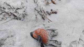 "А вот и снегири уже падают" - в Рязани опять заметили мертвых птиц