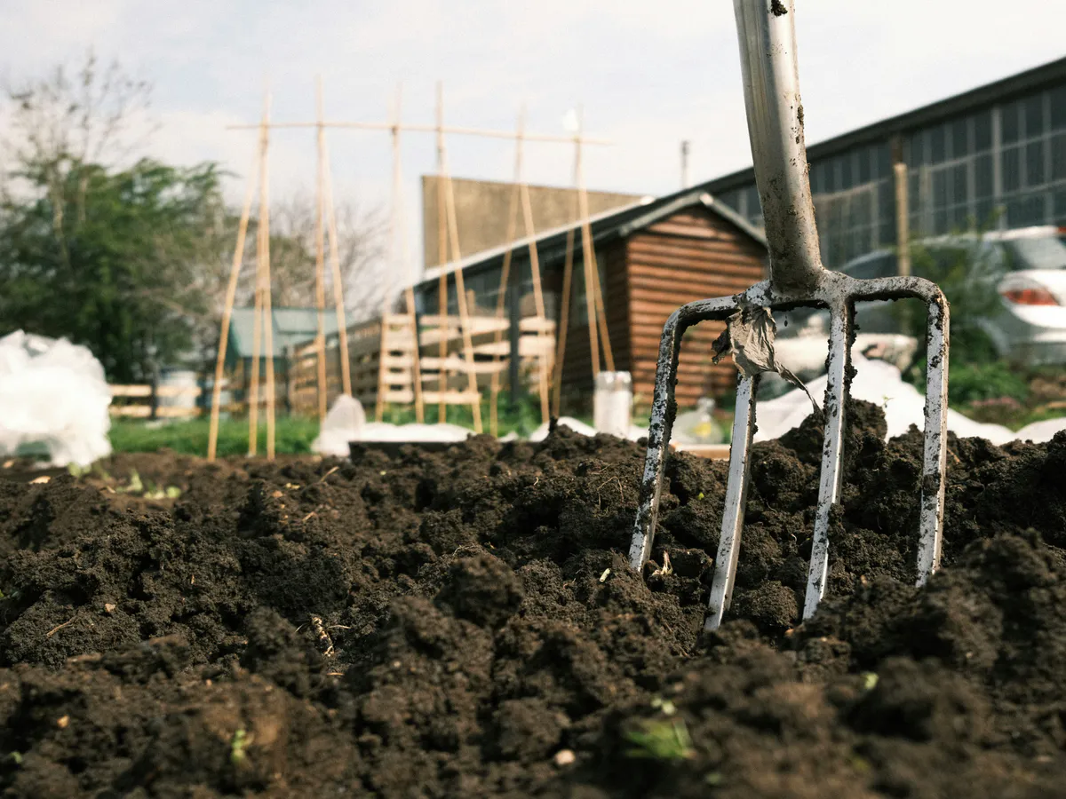Перекапывать сидераты или оставить под зиму: эксперт объяснил, какую ошибку допускают 99% дачников