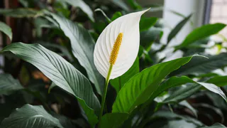 Самый легкий уход за спатифиллумом: радует цветением почти круглый год