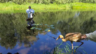 Молодые стерхи взрослеют в Окском заповеднике