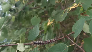 В Рязани 28 октября обработают от шелкопряда парк в Приокском