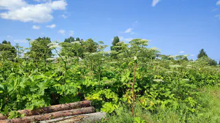 В Сыктывкаре начали масштабную борьбу с борщевиком