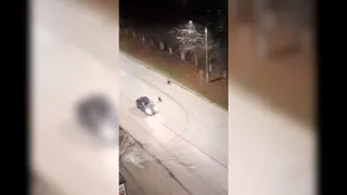 Жители Рязани пожаловались на агрессивную стаю бездомных собак