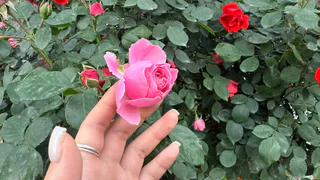 Отрезаю у роз ровно 4 листа после первого цветения: вторая волна бутонов появляется через 28 дней без подкормок