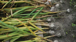 С 1 по 10 мая для чеснока — всенепременно: всего 40 гр. в воду — и головки будут размером с дыню