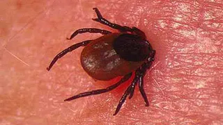 Рязанка с прогулки принесла домой 4 клеща