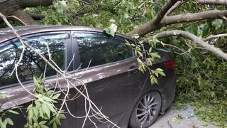 На площади Мичурина из-за сильного ветра дерево упало на автомобиль