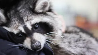 Дай лапку: мы поможем найти читателям “ПРО Города” домашних любимцев и настоящих верных друзей