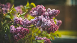 Граждане РФ могут сесть в тюрьму за сорванную сирень