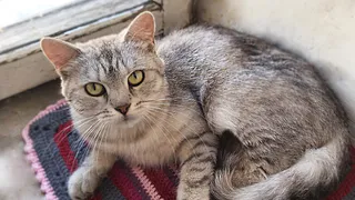 Дай лапку: Николь, Марли и Грейс в поисках хозяев