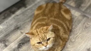 5 болезней, которые кошка может передать человеку - надо знать всем владельцам пушистиков