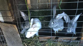 1220 вакансий представлено в АПК Рязанской области