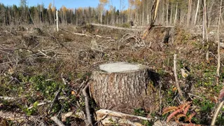 В Коми наказали чиновника-взяточника за незаконное разрешение на вырубку