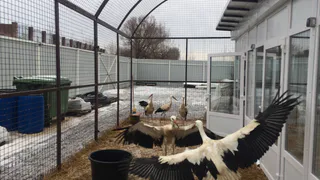 В Рязанской области восстанавливают популяцию белых аистов