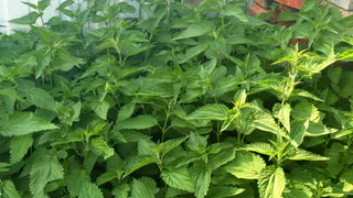 «Урожай собираю тачками»: крапивное «одеяло» для огурцов – вот натуральный способ увеличить урожай