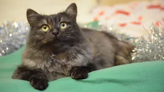 Дай лапку: Бонифаций, Буба и Нолла в поисках хозяев