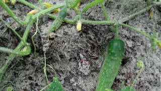 Мои огурцы плохо росли, но я научился сажать их в грунт правильно — делюсь секретами