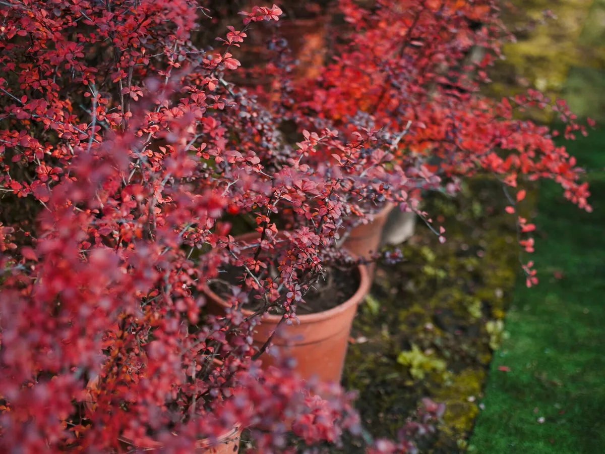 Воткнул черенок и ушел, к лету вымахает дерево: этот японский кустарник украшает участок получше сирени, цветет до осени