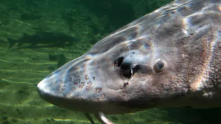 Если исчезнут эти рыбы — реки начнут «задыхаться»: ученые бьют тревогу