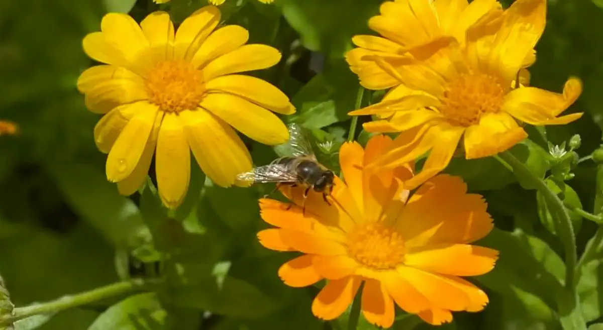 Гороскоп на 3 июля советует быть наблюдательным и избегать лишних слов