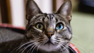 Что кошка на самом деле видит, когда глядит на человека: должен знать каждый хозяин питомца