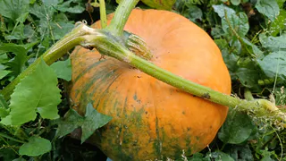 Вроде тыква, а на вкус – сочное манго: идеальная заготовка на зиму по рецепту мамы - закатала 30 банок