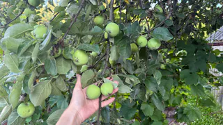 Лью под яблони в сентябре 2 ведра раствор: получаю в 2 раза больше урожая летом, плоды крупные и наливные