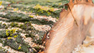 В Центральном парке Владимира сократили объем вырубки деревьев