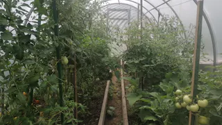 Подвязывать и пасынковать не придётся: просто собрать в первые дни лета — назван лучший сорт томатов