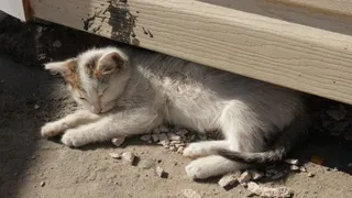 Нижнекамка Анастасия: «Почему люди так жестоки?»