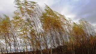 В Рязанской области МЧС опубликовало метеопредупреждение из-за мощного ветра