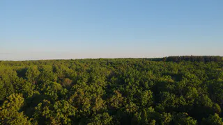 Мужчину будут судить за незаконную вырубку леса в Касимовском районе