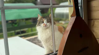 Узнала зачем кошка приносит пойманную мышь: не только для того, чтобы нас порадовать или угостить - запомните причину раз и навсегда