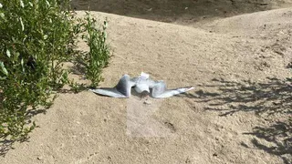 На берегу Оки в Рязани нашли мёртвых чаек