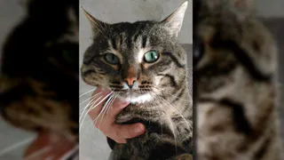 Эффект Pro Города - кот Семен Семенович Горбунков нашел новый дом