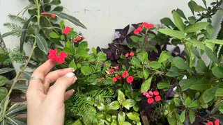 Растения страдают молча — батареи делают своё дело: вот как можно помочь цветам