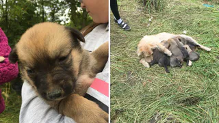 Избивают, пытаются утопить: на Зубковой кому-то мешают новорожденные щенята