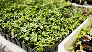 Всего 1 чайная ложка: рассада перца станет толстой через пару дней