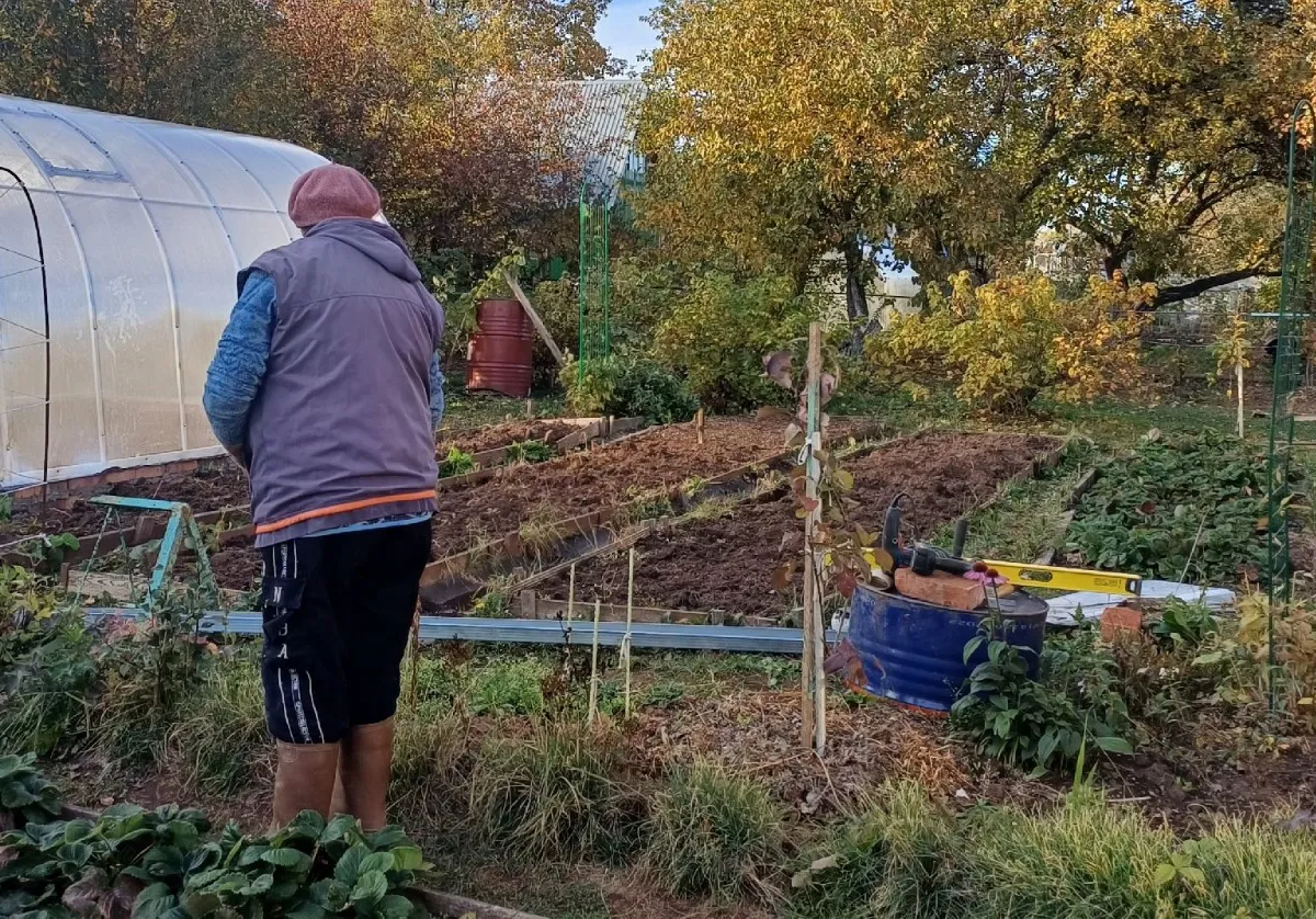 Посадили и забыли: 8 томатов, которые не нужно подвязывать и пасынковать - огородники за семена драки зимой устраивают