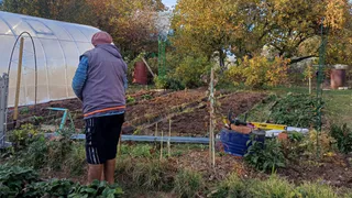 Посадили и забыли: 8 томатов, которые не нужно подвязывать и пасынковать - огородники за семена драки зимой устраивают