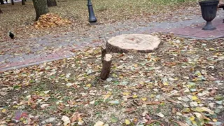 Брянские СМИ спустя семь месяцев решили обнародовать критическое мнение эксперта о вырубке деревьев в городе